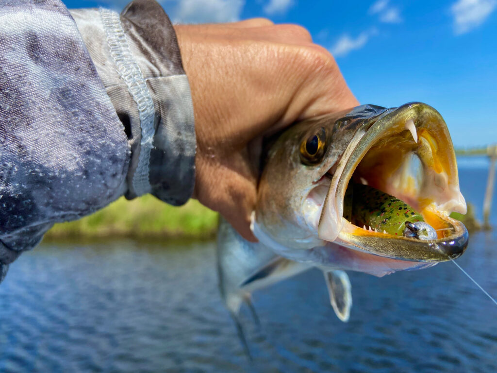 Louisiana speckled trout that ate a paddle tail