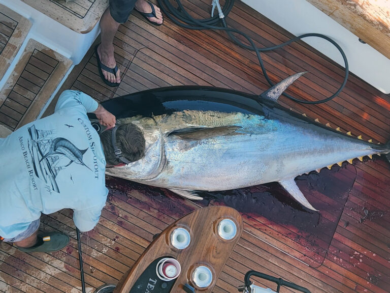 Bluefin tuna caught in Gulf of Mexico