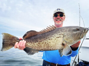 Gag grouper from the Gulf of Mexico