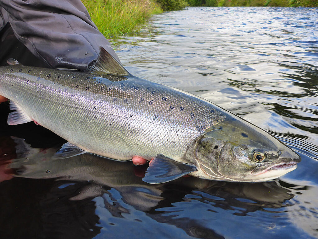 Salmon release