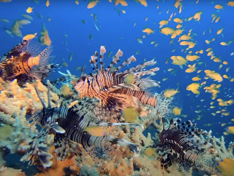 Lionfish have invaded the Florida Keys