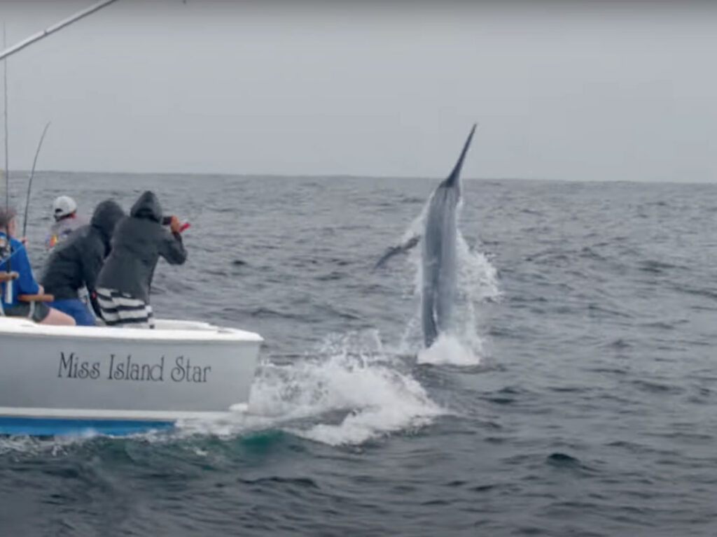 Billfish jumping in the Keys
