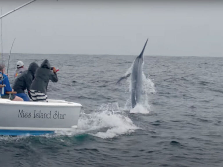 Billfish jumping in the Keys