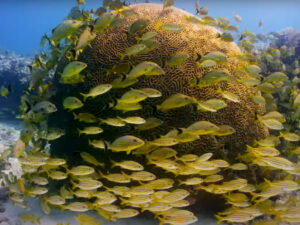Reef fish in the Lower Keys