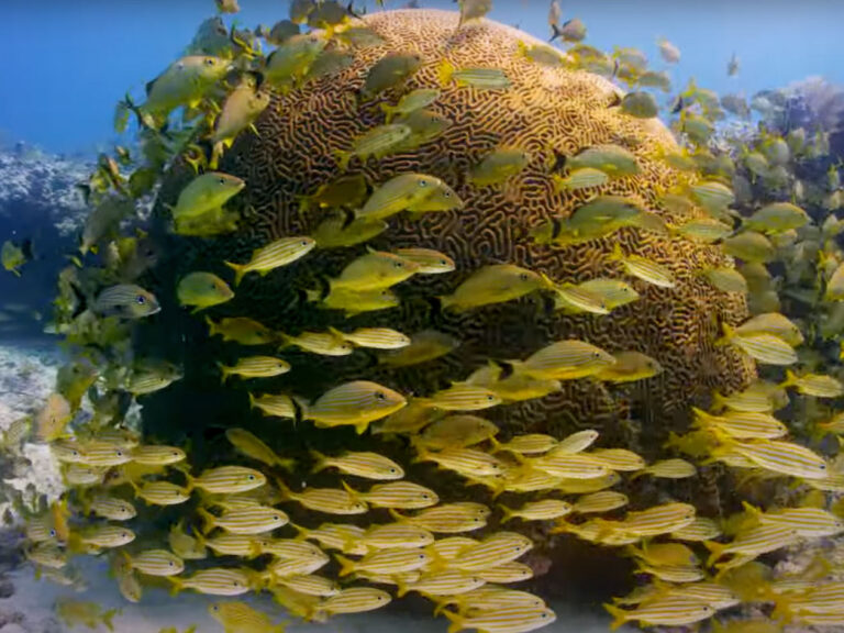 Reef fish in the Lower Keys
