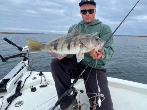 A Rig catches a big sand bass