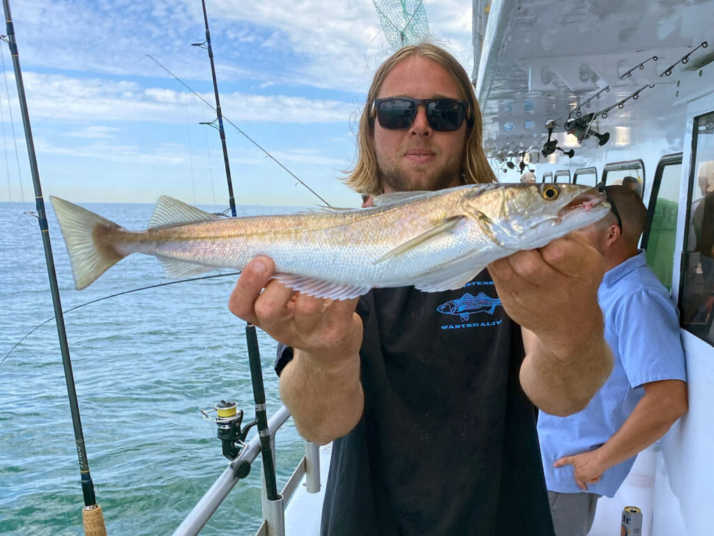 a silver hake, also called a whiting, landed from a New Jersey artificial reef