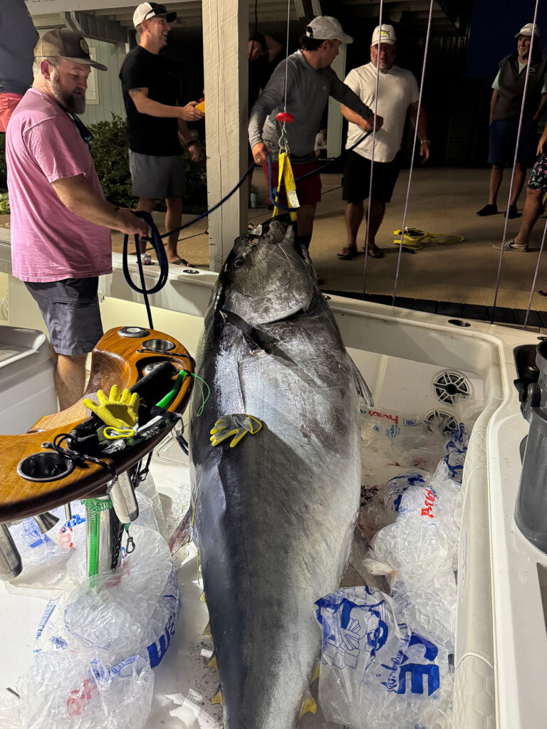 Gulf bluefin tuna at the docks