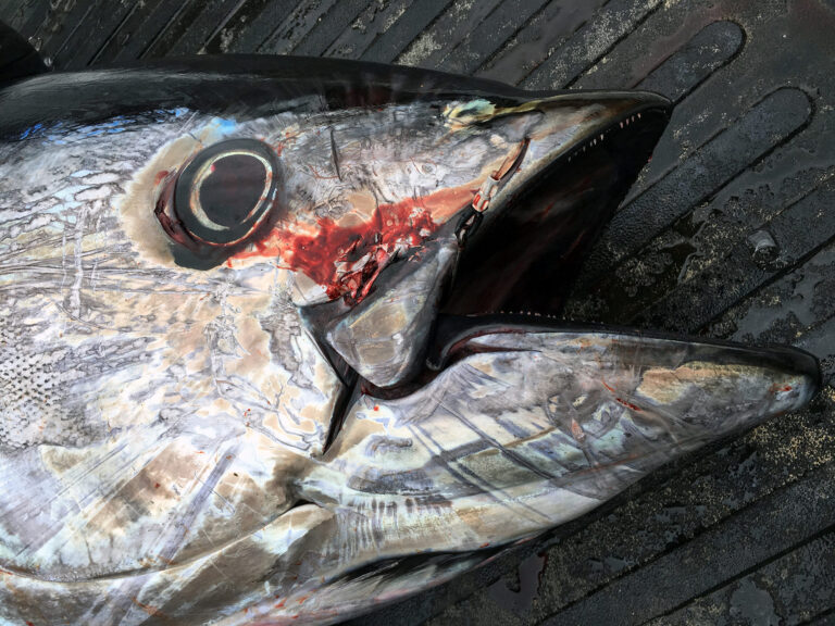 Maine Bluefin tuna