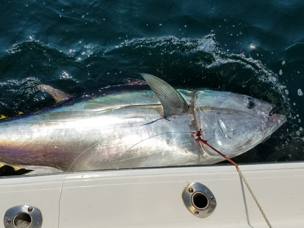 Maine bluefin tuna harvested