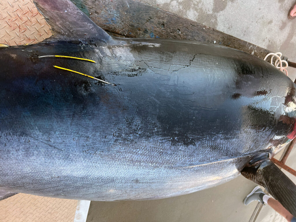 Gulf bluefin tuna tagged
