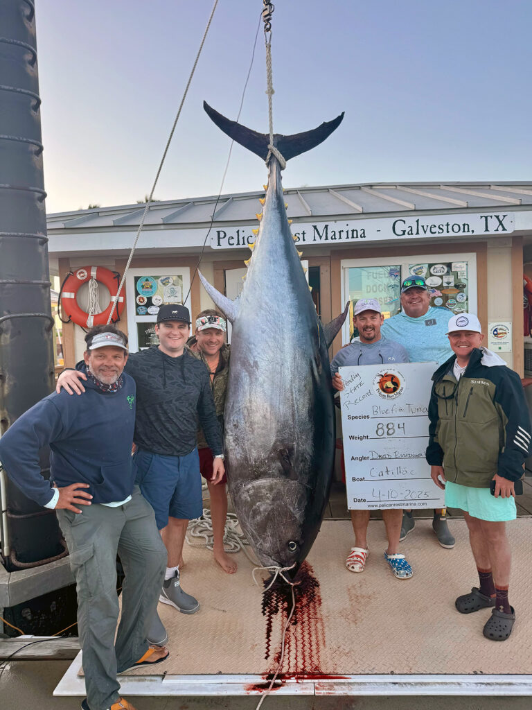 Weighing a Texas Gulf bluefin tuna
