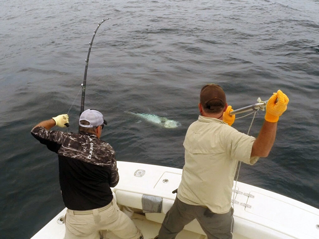 Harpoon a bluefin tuna