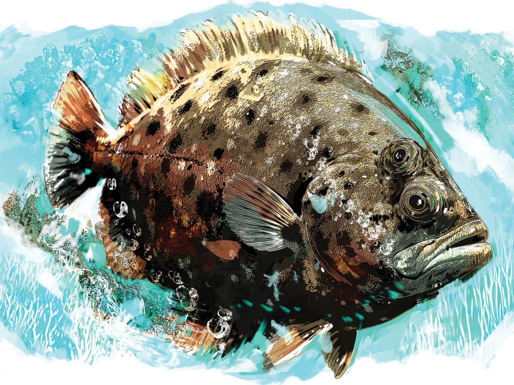 Flounder fish facts