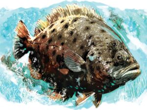 Flounder fish facts