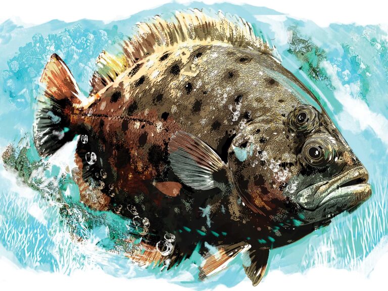 Flounder fish facts