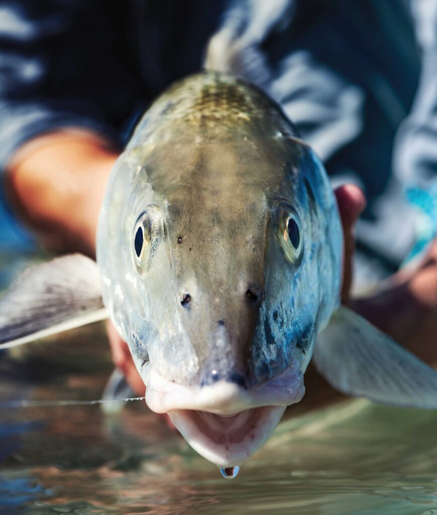 Bonefish caught on the flats