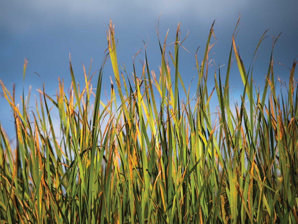 Marsh grass