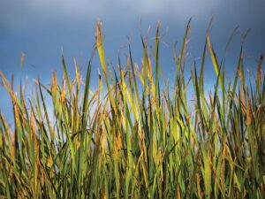 Marsh grass
