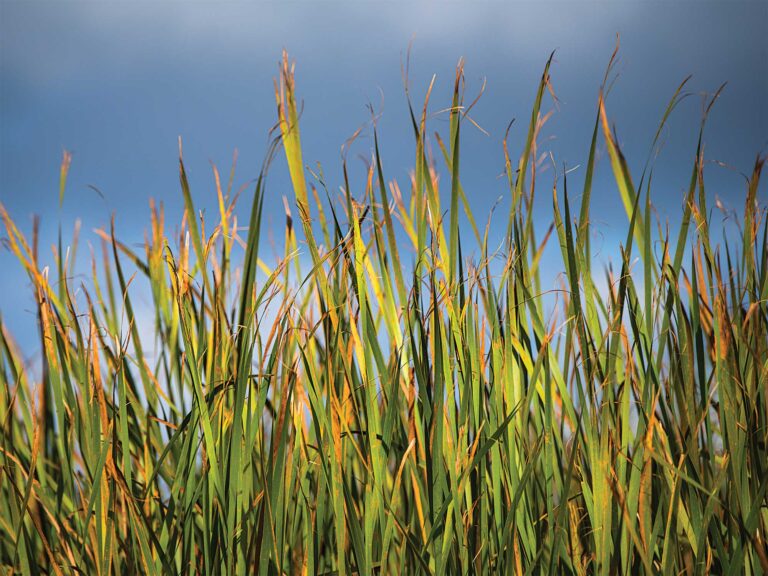 Marsh grass