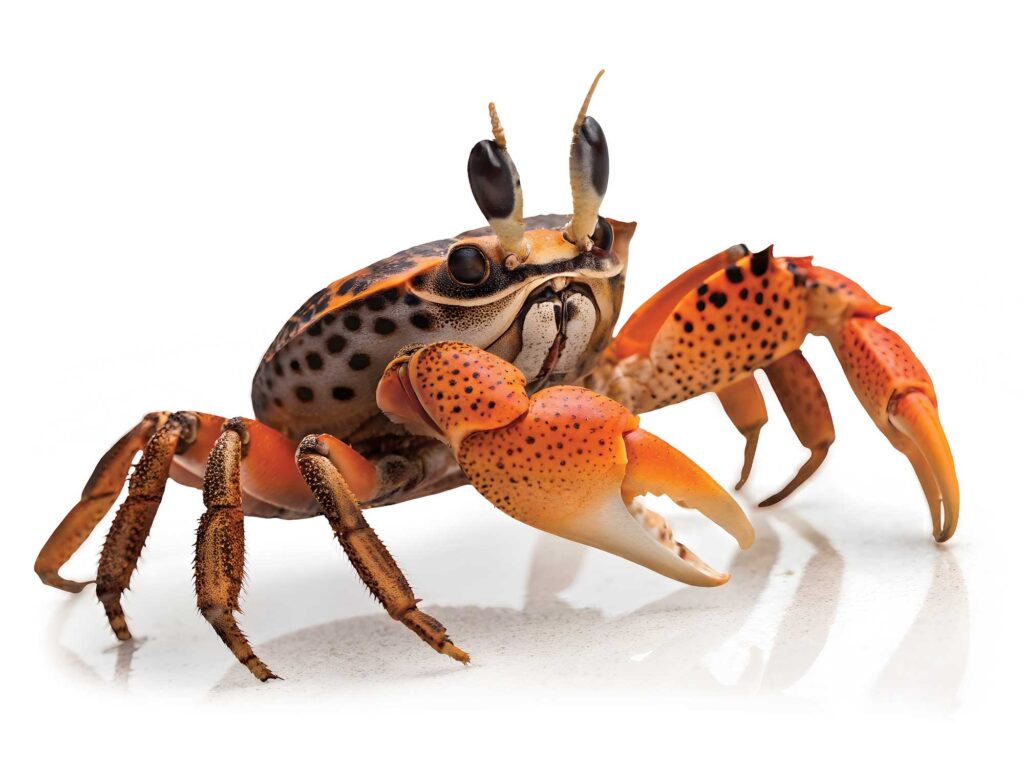 Crab in the marsh