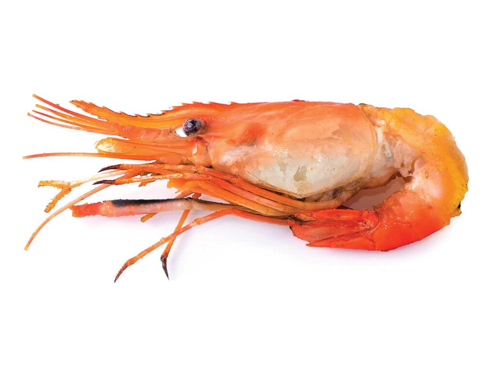 Shrimp in the marsh