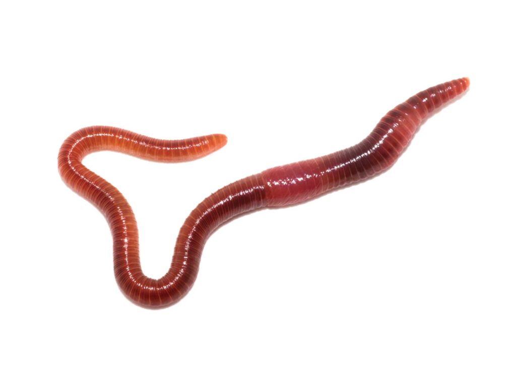 Worm in the marsh
