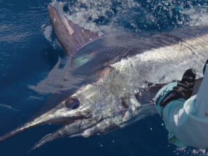White marlin caught in Ocean City, Maryland