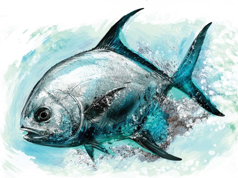 Permit fish facts