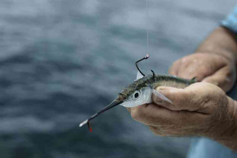 ballyhoo bait