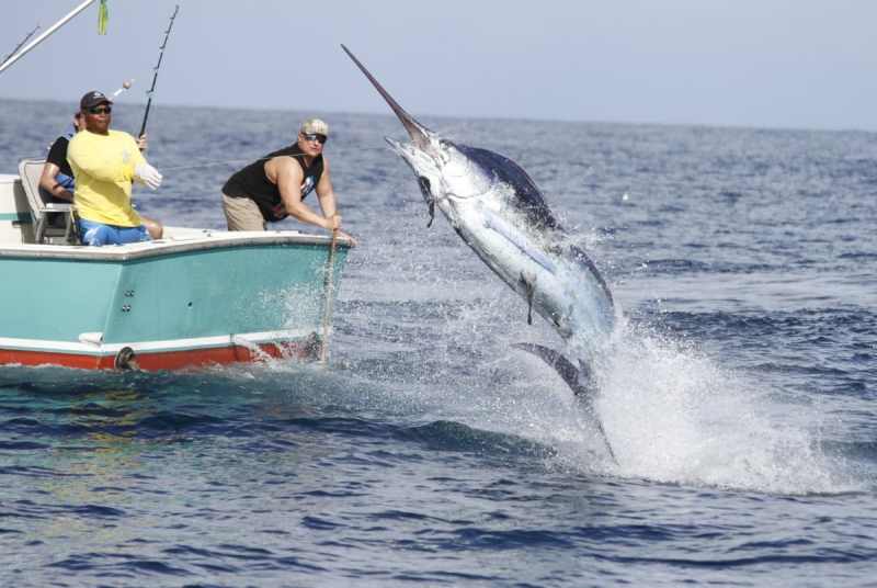 A 400-pound blue on the wire! 01 400# blue tropic star torneo 29-1 1113 390.jpg