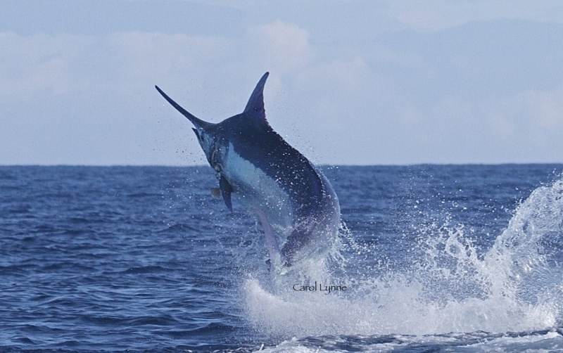 Power and Grace jumping marlin in Kona, Hawaii