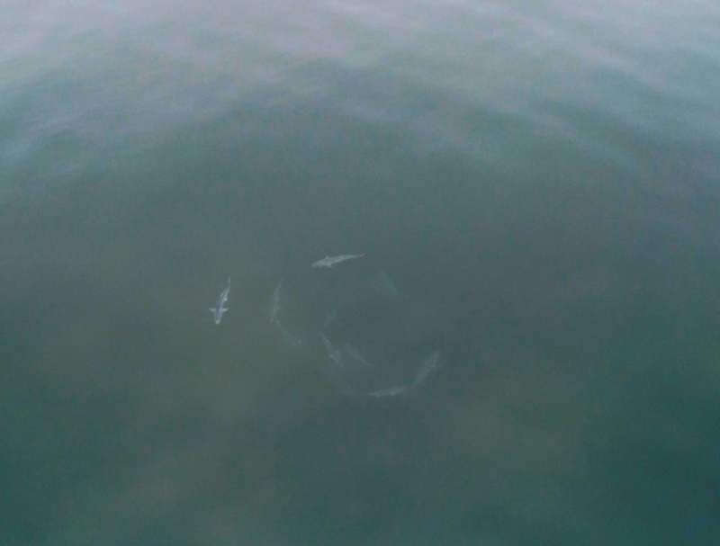 Popping for Bluefish on New York Flats