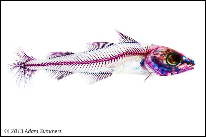 Elegant Art from Dead Fish | Sport Fishing Mag