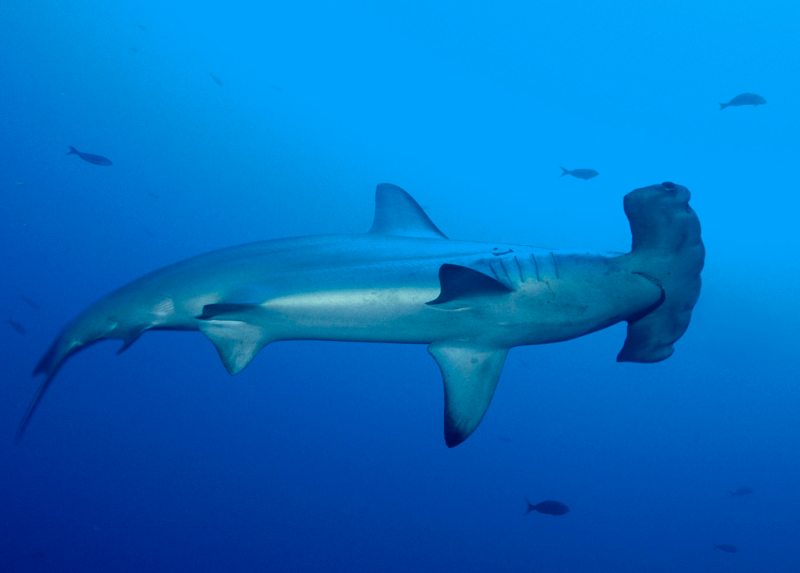 03 david hall.scalloped hammerhead shark 00ga6.jpg