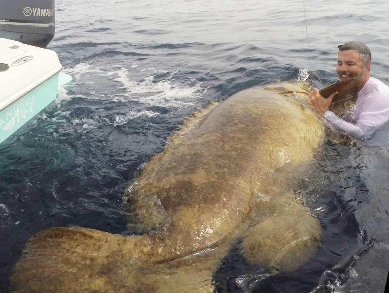 giant goliath grouper caught fishing Marco Island, Florida