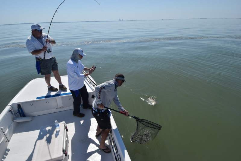Anglers land a tripletail