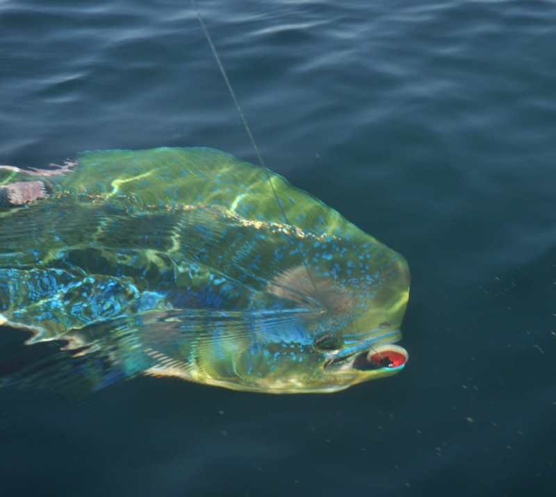 hooked mahi dorado