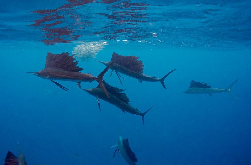 School of sailfish