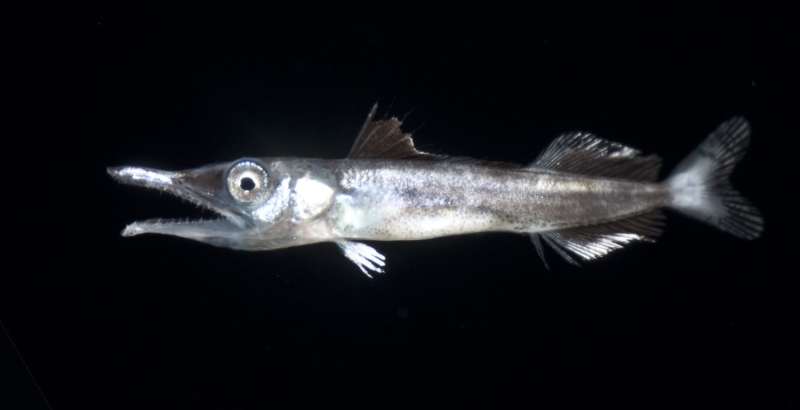 Larval wahoo