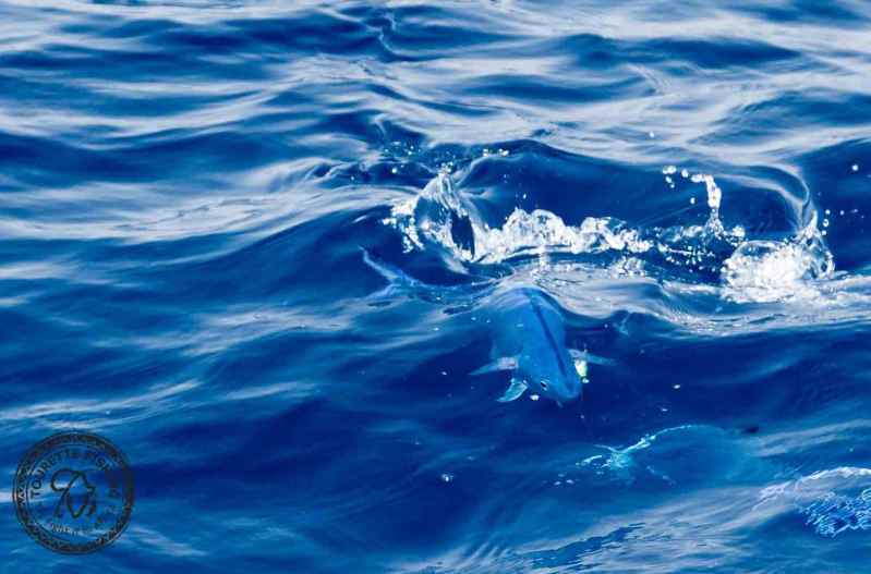 Fishing Africa's Red Sea off Sudan - Needlescaled Queenfish