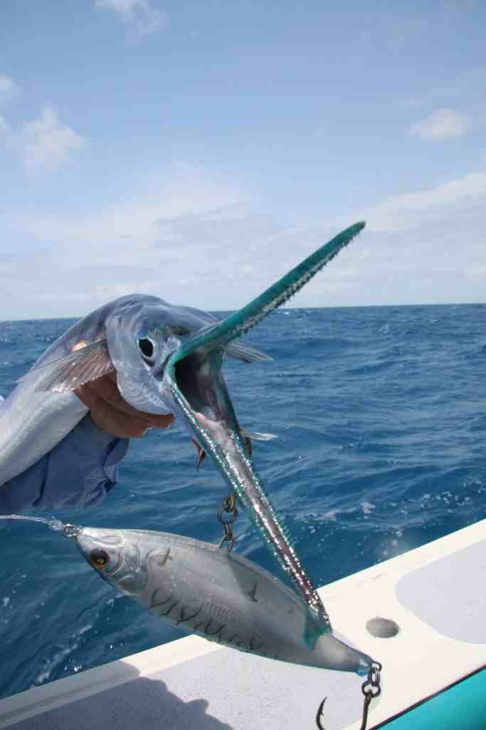 Fish Pictures from Australia