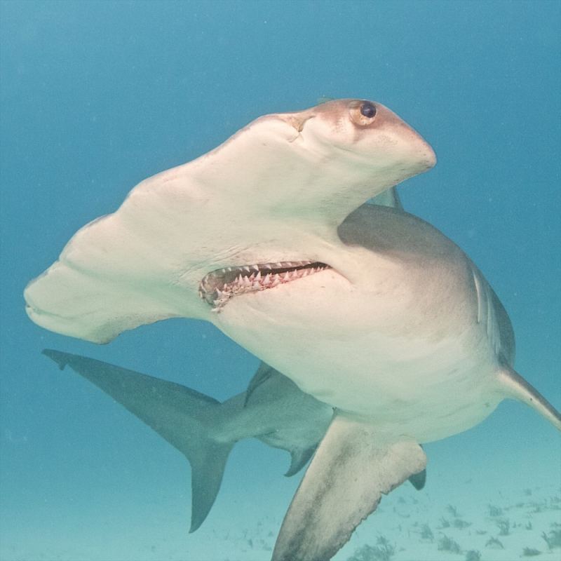 Hammerhead shark underwater