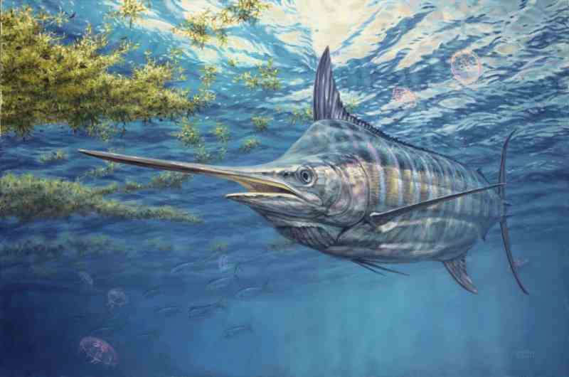 big blue marlin art Don Ray marine fishing artist