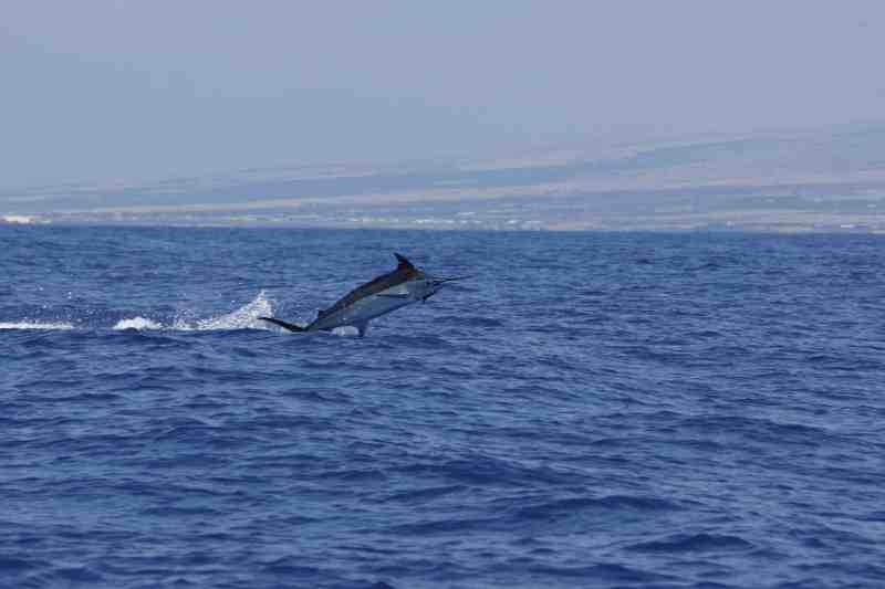 Another nice blue marlin carves up the ocean off the Kona airport grounds.