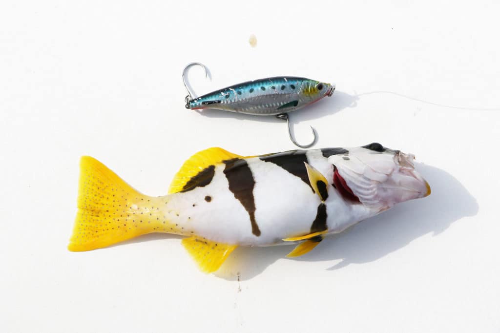 Fish Pictures from Australia