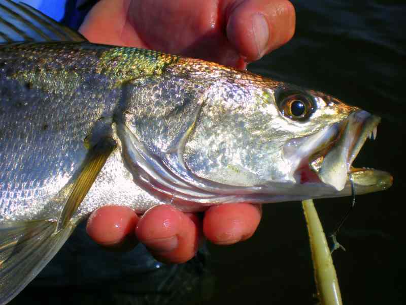 09_floridainshoreslam2trout4.jpg