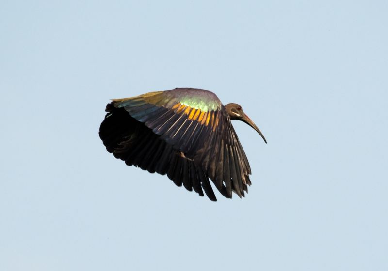 Fishing Gabon on the west African coast - a hadada ibis