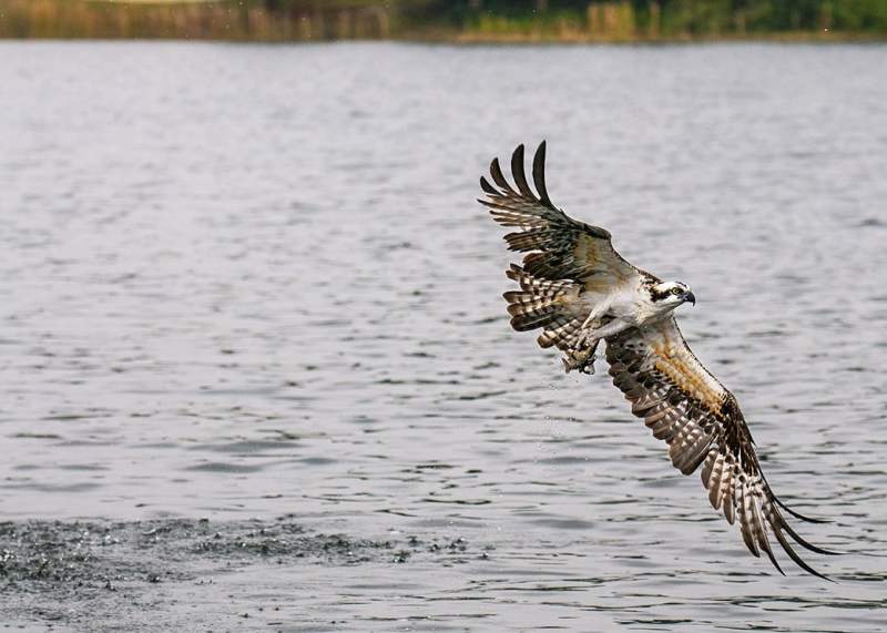 Osprey flying after snatching baitfish from saltwater