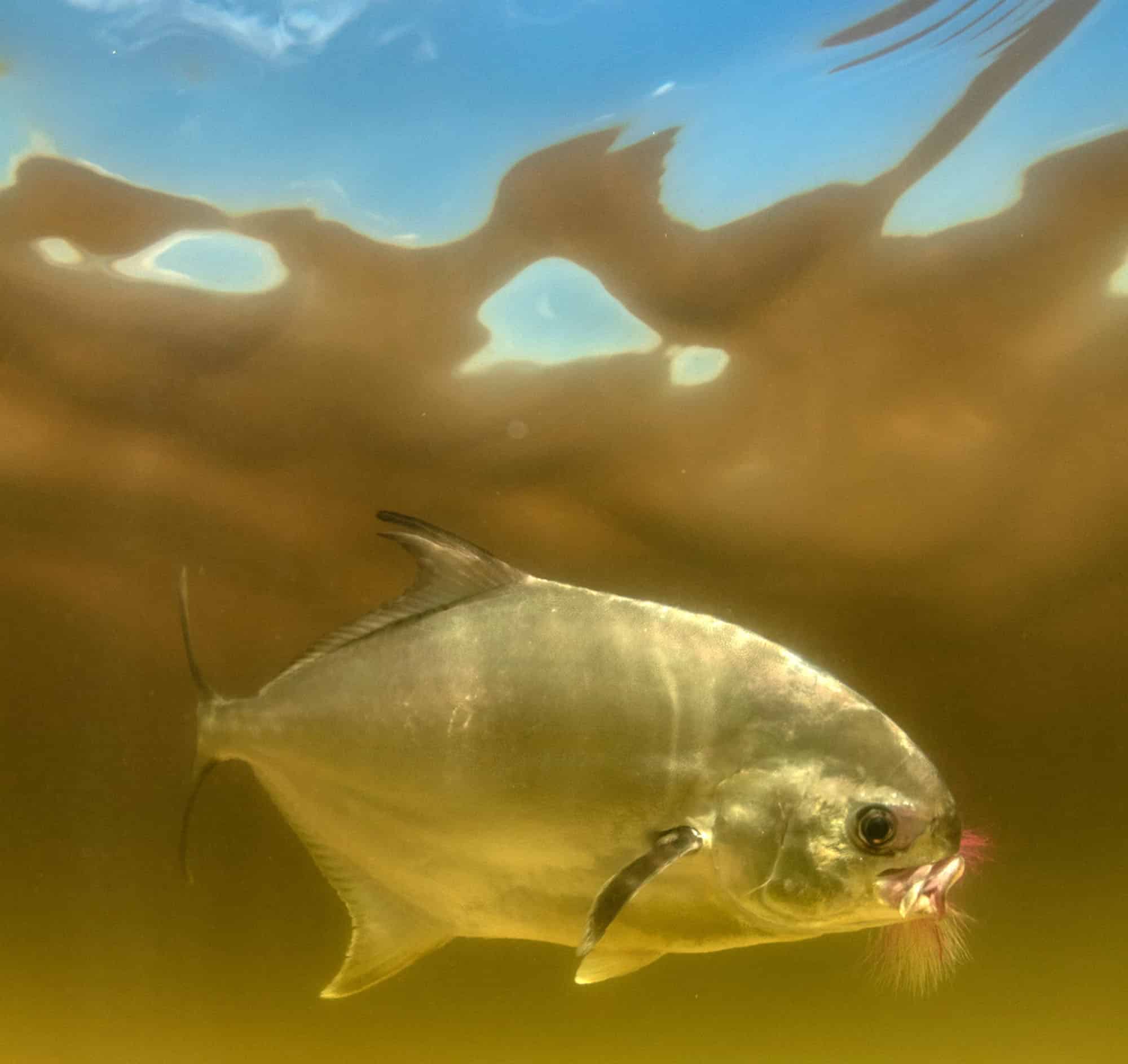 LightTackle Fishing for Florida Pompano Sport Fishing Mag